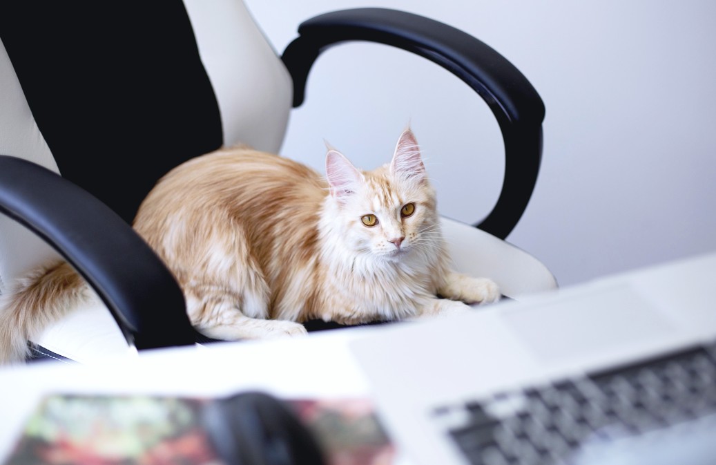 Are Savannah Cats High Maintenance?